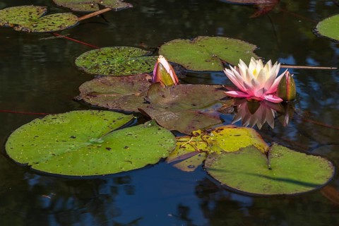 Pond with water lilies (Nymphaea), two flowers and leaves, close-up, Westphalia, North