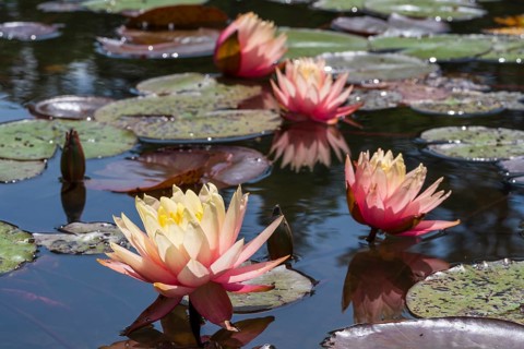 Pond with water lilies (Nymphaea), four flowers with reflection, close-up, Westphalia, North