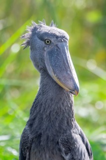 Animal portrait, Shoebill (Balaeniceps rex) in the swamps of Mabamba, Lake Victoria, Uganda