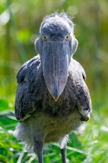 Serious animal portrait, shoebill (Balaeniceps rex) in the swamps of Mabamba, Lake Victoria, Uganda