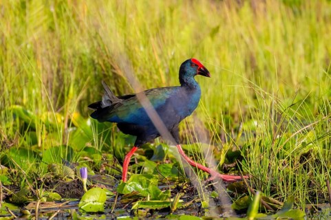 Emerald partridge (Porphyrio madagascariensis), walking on water lily pads, foraging, Mabamba