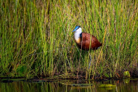 Blue-fronted Jacamar Sandgrouse (Actophilornis africanus), Mabamba Swamp, Lake Victoria, Uganda