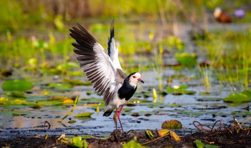 Long-toed Lapwing (Vanellus crassirostris), with outstretched wings on the shore, Mabamba Swamp,