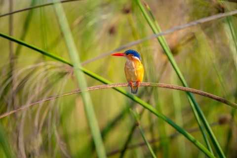 Crested Pygmy Kingfisher (Corythornis scalloped ribbonfish), bird sitting on a reed leaf, Mabamba
