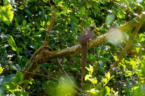 Brown-winged Mousebird (Colius striatus) sitting on a branch, Nkima Forest, Uganda