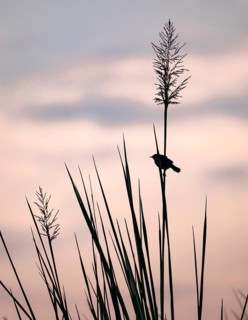 Swamp flycatcher (Muscicapa aquatica), silhouette, bird sitting on reeds, morning mood, Mabamba