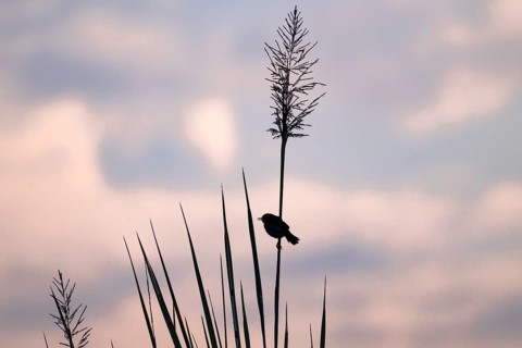 Swamp flycatcher (Muscicapa aquatica), silhouette, bird sitting on reeds, morning mood, Mabamba