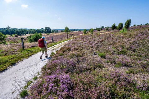 Hiker on a path through flowering heathland, heather and juniper bushes, Lüneburg Heath nature
