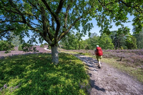 Hiker on a hiking trail with an oak tree, purple flowering heather, broom heather and juniper