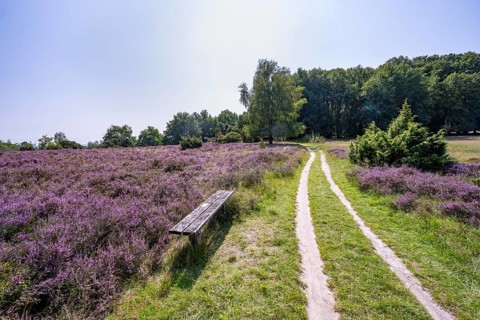 Path and bench, purple flowering heath, heather and juniper bushes, Lüneburg Heath nature reserve,