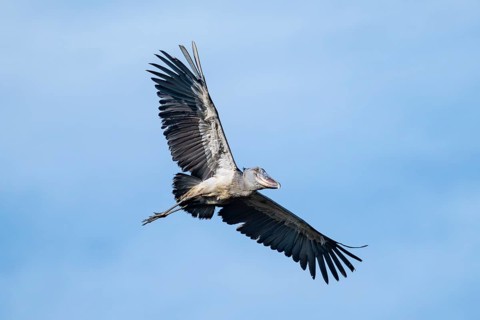 Shoebill (Balaeniceps rex) in flight, bird in the sky, Mabamba, Lake Victoria, Uganda