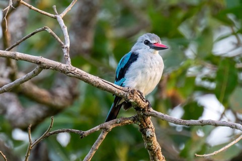 Senegal Kingfisher (Halcyon senegalensis) on a branch, Ziwa Rhino Sanctuary, Uganda