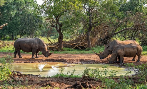 Three animals at a waterhole, Southern white rhinoceros (Ceratotherium simum simum), Ziwa Rhino