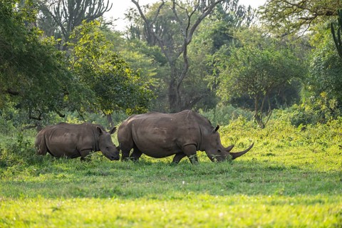 Two Southern white rhinoceros (Ceratotherium simum simum), Ziwa Rhino Sanctuary, Uganda