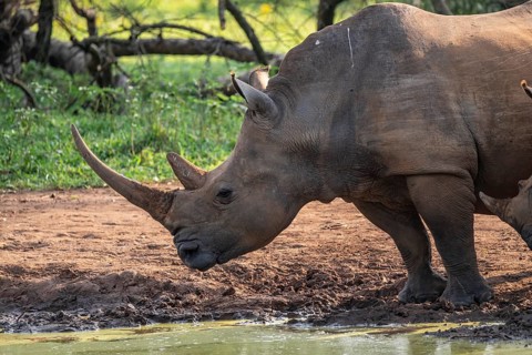 Animal at waterhole, Southern white rhinoceros (Ceratotherium simum simum), Ziwa Rhino Sanctuary,