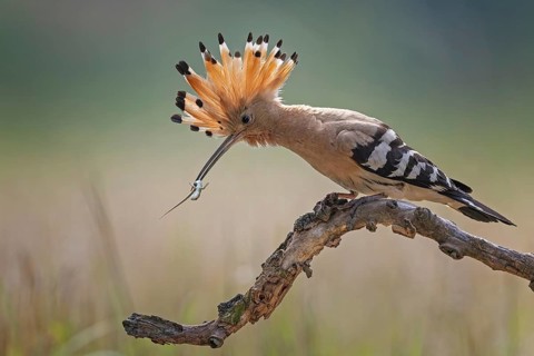 Hoopoe (Upupa epops) Bird of the Year 2022, male, female, erect canopy, sunrise, interaction,