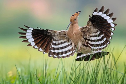 Hoopoe (Upupa epops) Bird of the Year 2022, male, female, erect canopy, sunrise, interaction,
