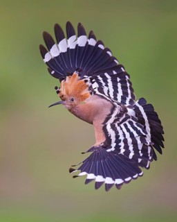 Hoopoe (Upupa epops) Bird of the Year 2022, male, female, erect canopy, sunrise, interaction,