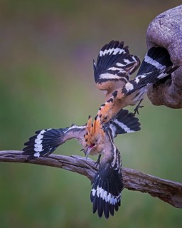 Hoopoe (Upupa epops) Bird of the Year 2022, male, interaction, adult bird throws young bird out of