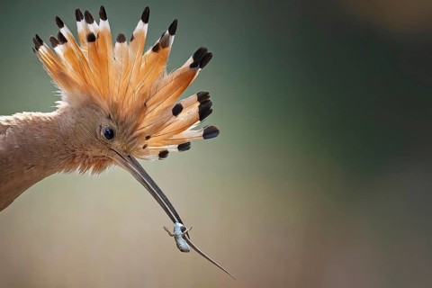Hoopoe (Upupa epops) Bird of the Year 2022, male, female, erect cap, sunrise, interaction, portrait