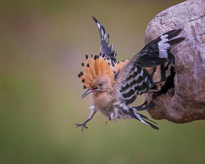 Hoopoe (Upupa epops) Bird of the Year 2022, male, interaction, adult bird throws young bird out of