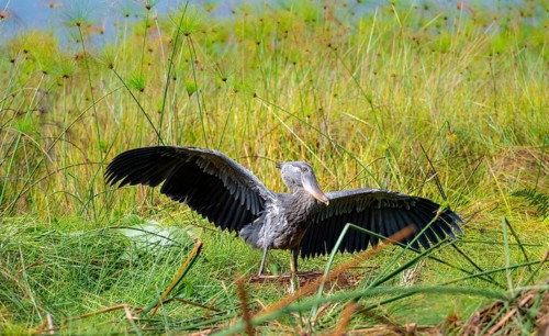 Shoebill (Balaeniceps rex), young bird spreading its wings, Mabamba Swamp, Lake Victoria, Uganda