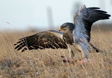 Aguja or Andean Buzzard (Geranoaetus melanoleucus australis) feeding on prey, Torres del Paine