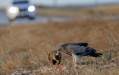 Crested caracaras (Caracara plancus) and aguja or Andean buzzard (Geranoaetus melanoleucus