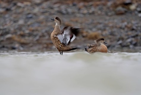 Crested Duck (Lophonetta specularioides) Torres del Paine National Park, Patagonia, Chile, South