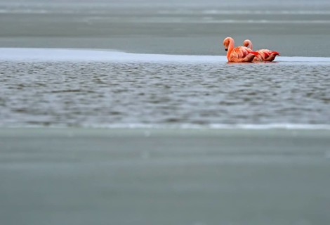 Chile flamingo (Phoenicopterus chilensis), Patagonia, Chile, South America