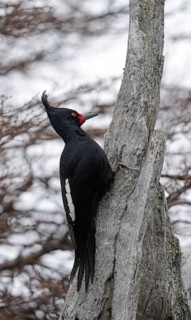 Magellanic Woodpecker (Campephilus magellanicus) female, Patagonia, South America