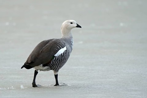 Magellanic goose (Chloephaga picta) male, Patagonia, South America
