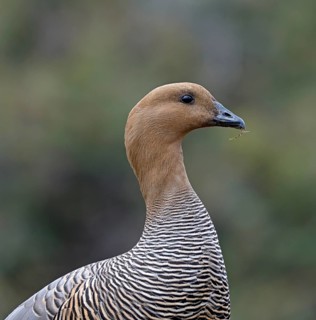 Magellanic goose (Chloephaga picta) female, Patagonia, South America