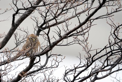 Patagonian Pygmy-owl (Glaucidium nanum), Araucanian Owl, Patagonian Pygmy-owl, Araucanian Owl,