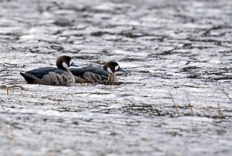 Copper scoters (Speculanas specularis), Patagonia, Chile, South America