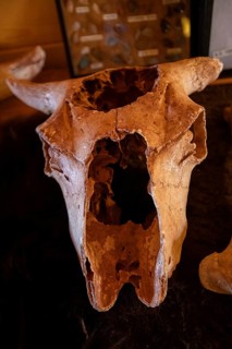 Beulah, Wyoming - The bison skull on display at the Vore Buffalo Jump, a sinkhole used by Plains