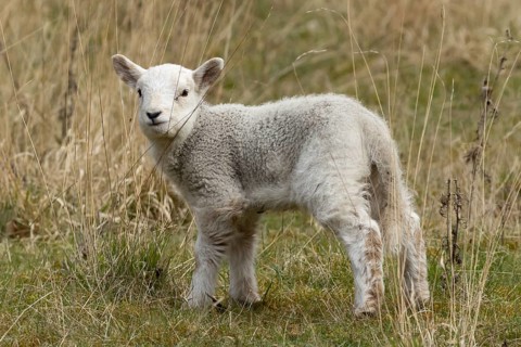 Domestic sheep (Ovis aries) juvenile baby lamb farm animal in grassland in spring, England, United