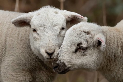 Domestic sheep (Ovis aries) two juvenile baby lambs farm animals greeting each other in spring,
