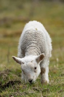 Domestic sheep (Ovis aries) juvenile baby lamb farm animal feeding in grassland in spring, England,