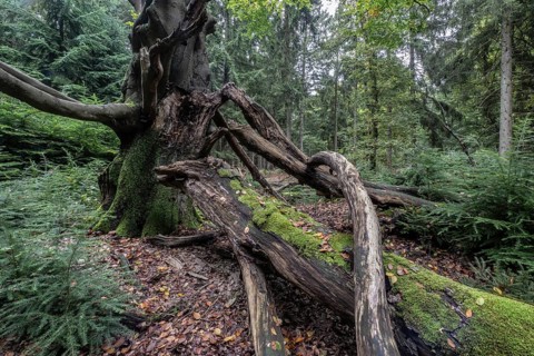 Old dying copper beech (Fagus sylvatica), Emsland, Lower Saxony, Germany