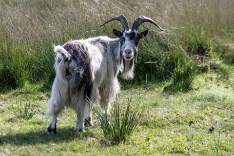 Dutch goat (Capra aegagrus hircus), Emsland, Lower Saxony, Germany