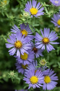 Aromatic aster (Symphotrichum oblongifolium), Rhineland-Palatinate, Germany