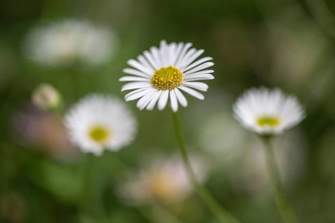 Spanish daisy (Erigeron karavinskianus), Rhineland-Palatinate, Germany