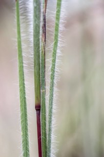 Few-flowered Oatgrass (Danthonia unispicata), Rhineland-Palatinate, Germany