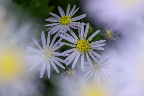 Wild aster (acer ageratoides), Rhineland-Palatinate, Germany