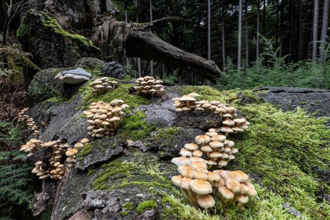 Sulphur tuft (Hypholoma fasciculare) Emsland, Lower Saxony, Germany