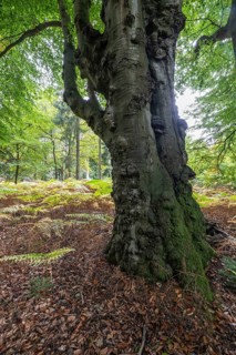 Old copper beech (Fagus sylvatica) and bracken fern (Pteridium aquifolium) infested with tinder