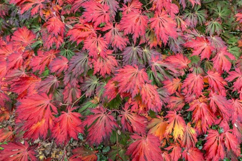 Aconite-leaved maple (Acer japonicum Aconitifolium), Emsland, Lower Saxony, Germany