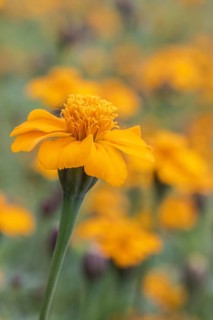 Marigolds (Tagetes), Emsland, Lower Saxony, Germany