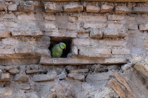 Ring-necked or Rose-ringed parakeet (Psittacula krameri) adult bird looking out of a hole in an